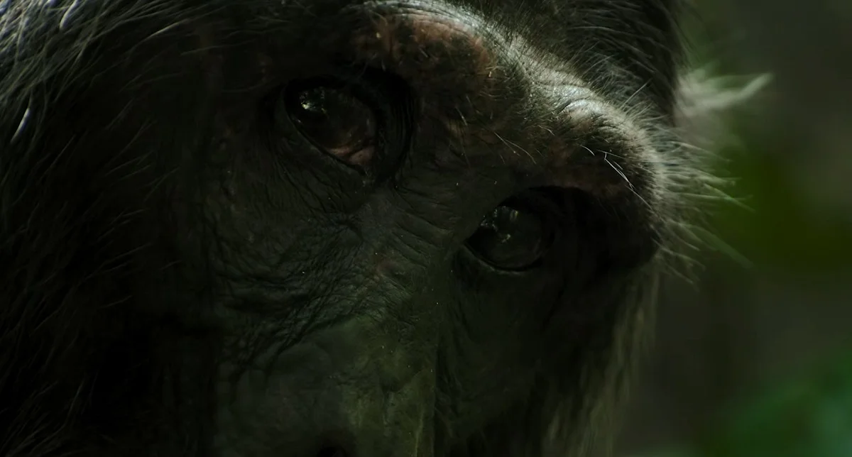 O Império dos Chimpanzés Temporada 2: Qual é a data de lançamento Netflix?