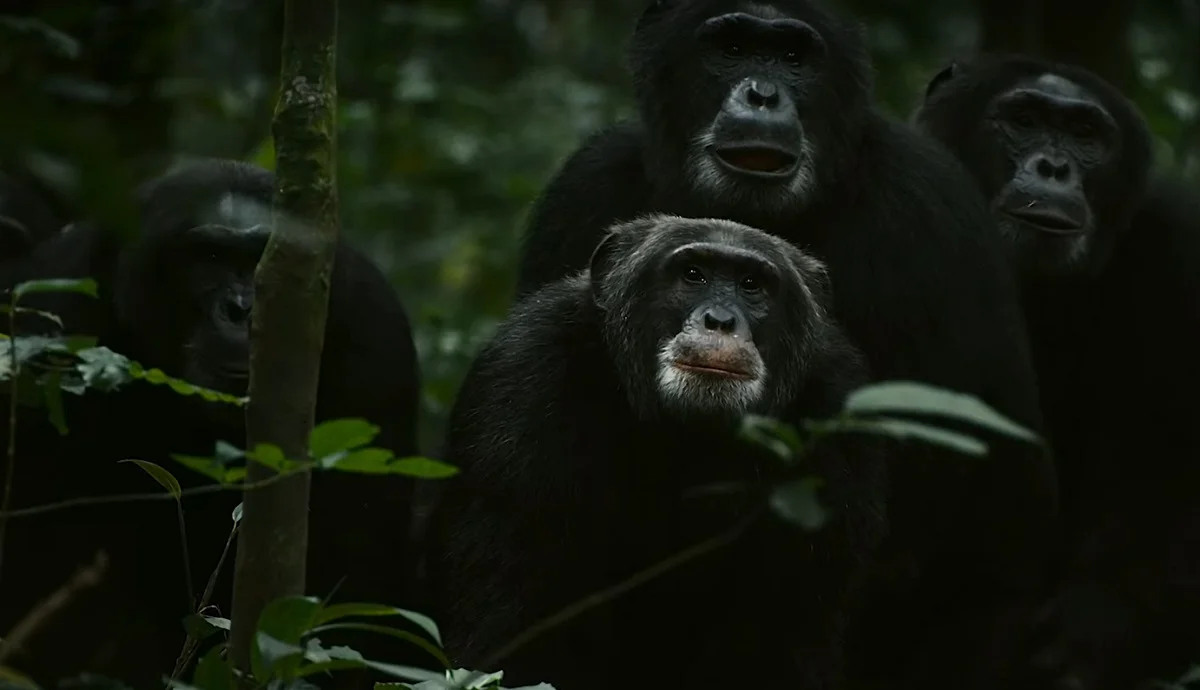 O Império dos Chimpanzés Temporada 1: Onde foi filmada ?