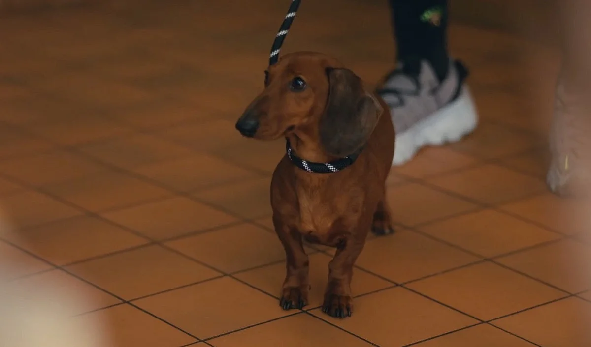 burberry morte cao rixa